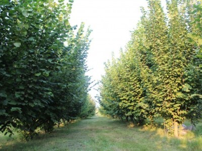 plantaža lješnjaka