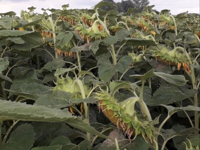 Dragoljub Golubić iz Vaške