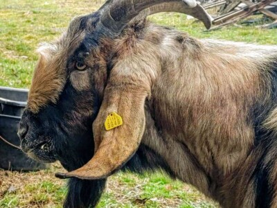 Farme buša, nubijske koze