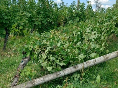 Vinogradarska 2023.