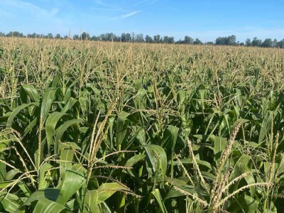 Goran Pravda - kukuruz kokičar