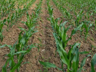 Kukuruz za silažu