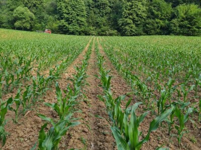 Kukuruz za silažu
