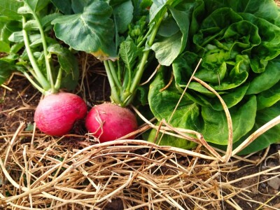 Studenti PPF-a u Sarajevu  donirali proizvedeno povrće