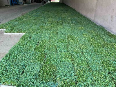 Netafim navodnjavanje na gospodarstvu Drožđek