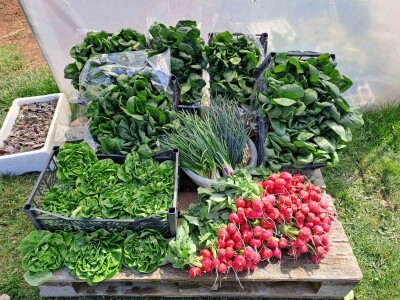 Studenti PPF-a u Sarajevu  donirali proizvedeno povrće