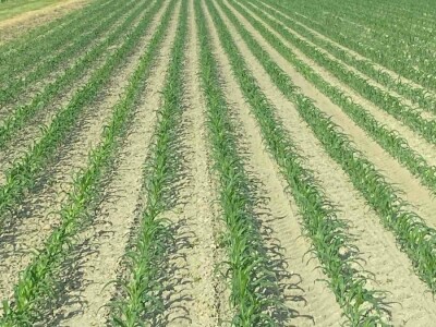 Goran Pravda - kukuruz kokičar