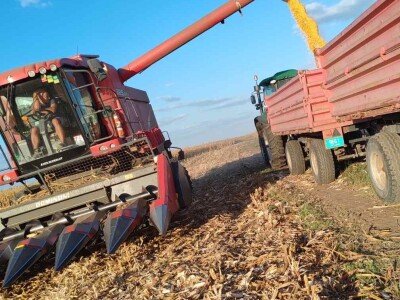 Dragana Padejski, uzgoj kukuruza