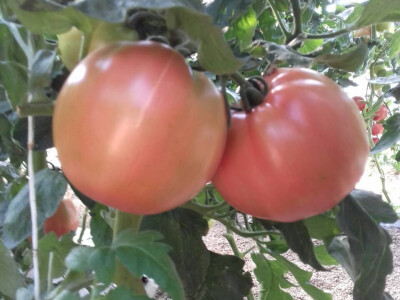Paradajz Matijas foto:Ružica Džijan