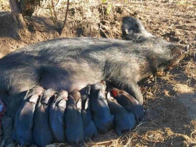 Uzgoj moravke Uzgoj moravke