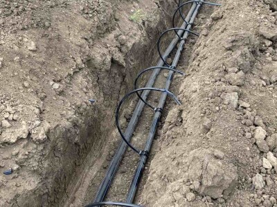 Dragana Padejski, uzgoj kukuruza