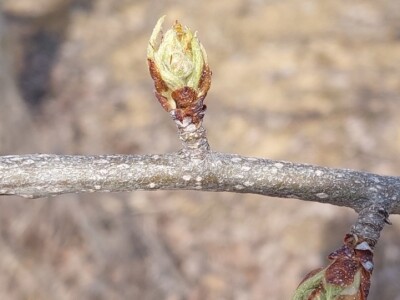 Kaolinska glina Kaolinska glina