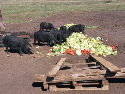 Uzgoj moravke Uzgoj moravke