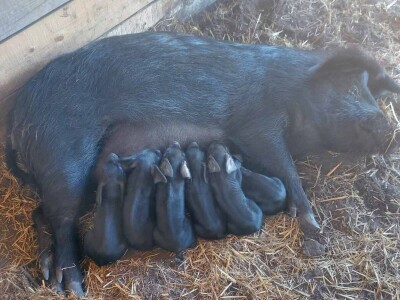 Uzgoj moravke Uzgoj moravke