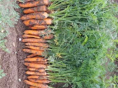 Netafim navodnjavanje na gospodarstvu Drožđek