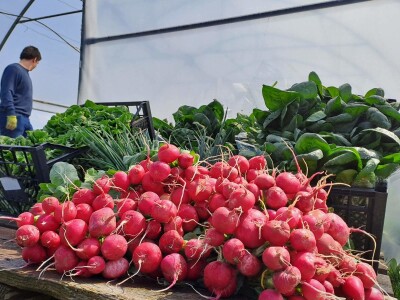 Studenti PPF-a u Sarajevu  donirali proizvedeno povrće