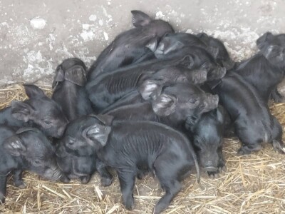 Uzgoj moravke Uzgoj moravke