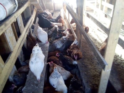 Koke su moja rehabilitacija i neću odustati od njih Koke su moja rehabilitacija i neću odustati od njih