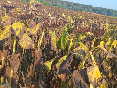 Dragoljub Golubić iz Vaške