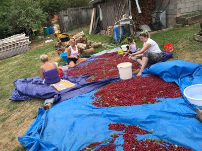 Đuro Pećanac bavi se preradom drenjine