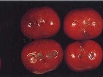 Plodovi trešanja desno sa simptomima rupičavosti Plodovi trešanja desno sa simptomima rupičavosti