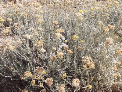 Immortelle farm - plantaža smilja