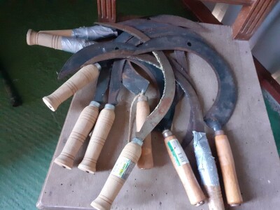 Immortelle farm - plantaža smilja