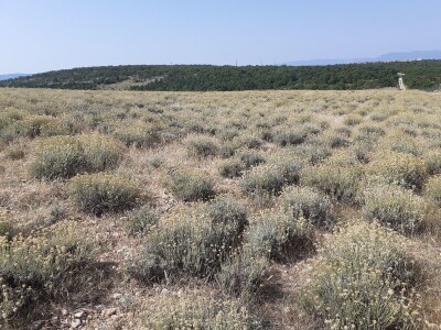 Immortelle farm - plantaža smilja