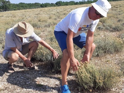 Immortelle farm - plantaža smilja