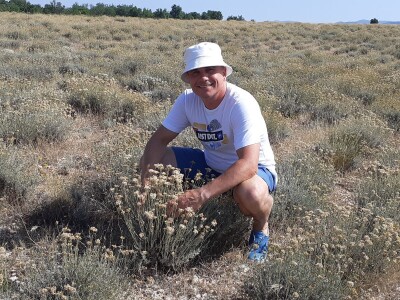 Immortelle farm - plantaža smilja