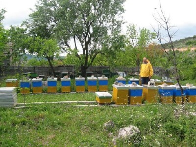 Imotski pčelar Željko Tomas, branitelj zadrugar u pčelinjaku