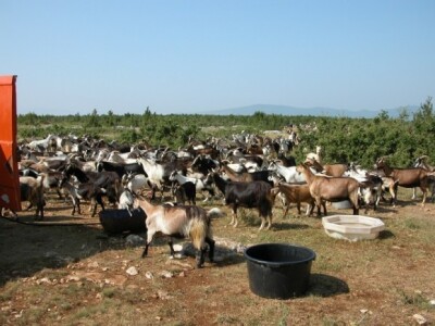 Improvizirano pojilište koza i jarića na Kamešnice