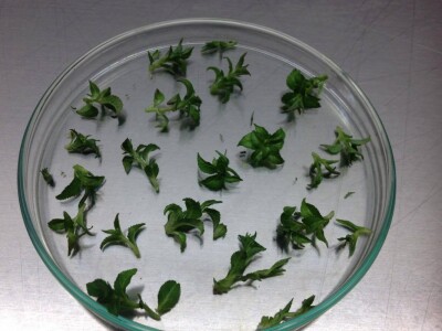 In vitro sadnice - LabPlant