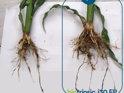 Indigo Biotrinsic i30 FP - biološki tretman sjemena