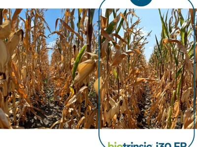 Indigo Biotrinsic i30 FP - biološki tretman sjemena