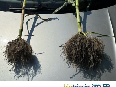 Indigo Biotrinsic i30 FP - biološki tretman sjemena