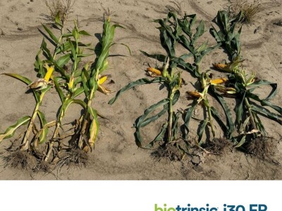 Indigo Biotrinsic i30 FP - biološki tretman sjemena