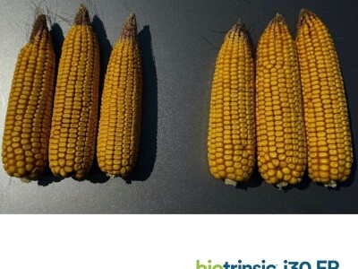 Indigo Biotrinsic i30 FP - biološki tretman sjemena