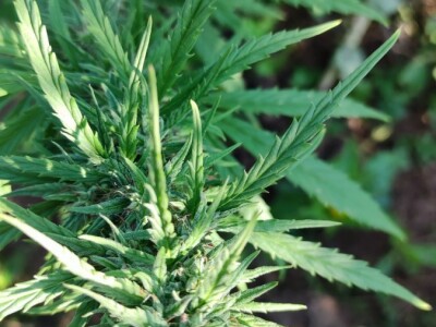 Industrijska konoplja