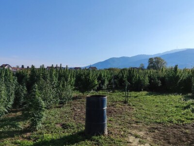 Industrijska konoplja