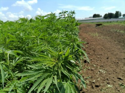 Industrijska konoplja i proizvodi od nje