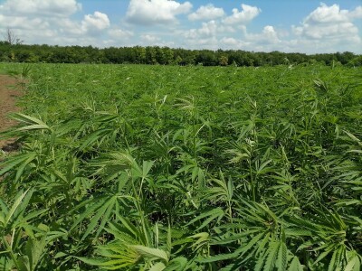 Industrijska konoplja i proizvodi od nje