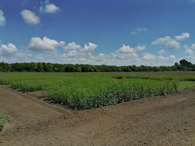 Industrijska konoplja i proizvodi od nje