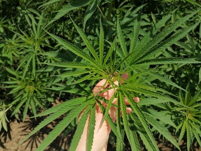 Industrijska konoplja i proizvodi od nje