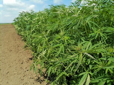 Industrijska konoplja i proizvodi od nje