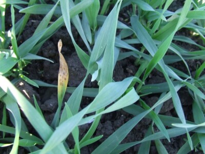 Infekcija mrežaste pegavosti na listovima ječma (Pyrenophora teres)