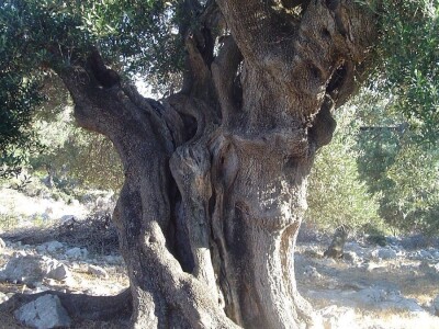 INICIJATIVA DR. IVICE VLATKOVIĆA - Proizvesti ulja od lunjskih maslina za svjetsku pozornicu u New Yorku