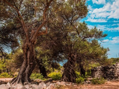 INICIJATIVA DR. IVICE VLATKOVIĆA - Proizvesti ulja od lunjskih maslina za svjetsku pozornicu u New Yorku