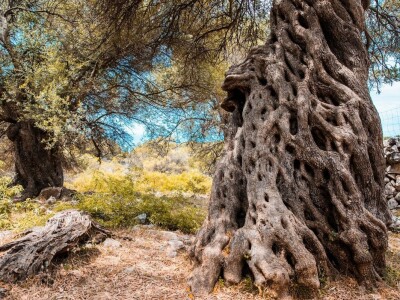 INICIJATIVA DR. IVICE VLATKOVIĆA - Proizvesti ulja od lunjskih maslina za svjetsku pozornicu u New Yorku