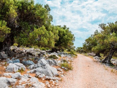 INICIJATIVA DR. IVICE VLATKOVIĆA - Proizvesti ulja od lunjskih maslina za svjetsku pozornicu u New Yorku